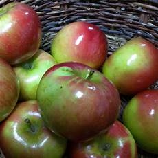 Honey Crisp Apples