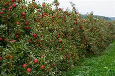 Honey Crisp Apples