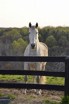 Horse-Care-Products