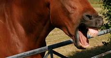 Horse-Care-Products