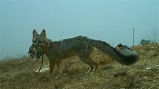 Hunting-Cameras