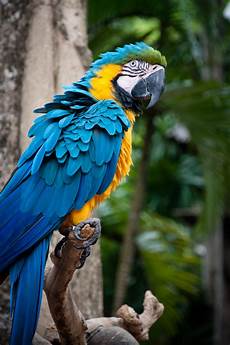 Hyacinth Macaw