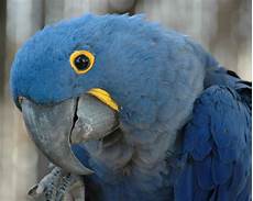 Hyacinth Macaw