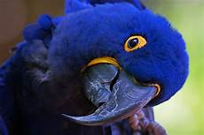 Hyacinth Macaw