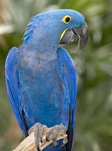 Hyacinth Macaw