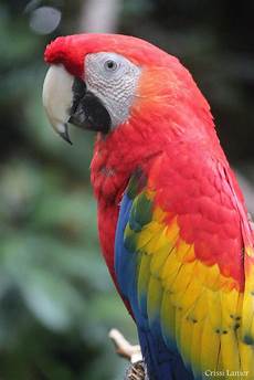 Hyacinth Macaw