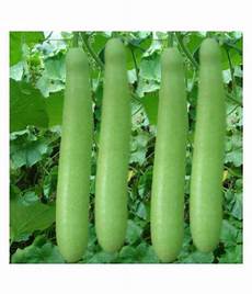 Hybrid Seeds