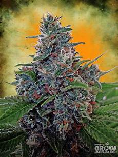 Hybrid Seeds