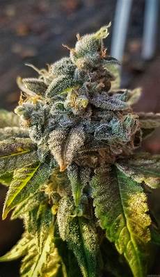 Hybrid Seeds
