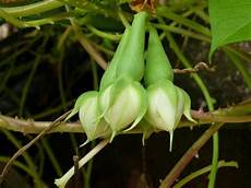 Hybrid Seeds
