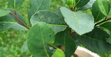 Ilex Paraguariensis