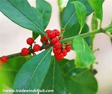 Ilex Paraguariensis