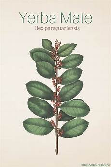 Ilex Paraguariensis