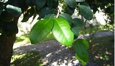 Ilex Paraguariensis