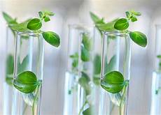 Immune Function Agents