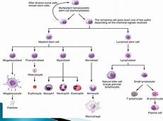 Immune Function Agents