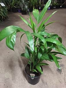 Indoor Bamboo