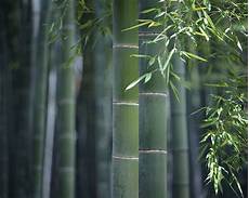 Indoor Bamboo