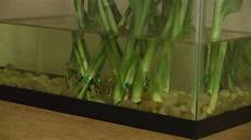 Indoor Bamboo