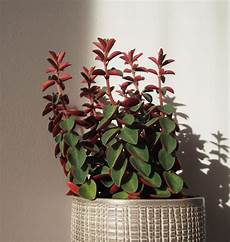 Indoor Bamboo