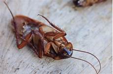 Insect Fogger