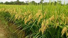 Japonica Rice