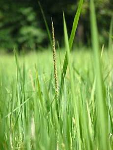 Japonica Rice
