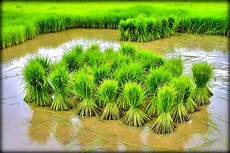 Jasmin Rice