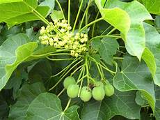 Jatropha Oil