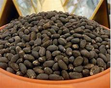 Jatropha Seeds