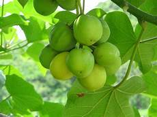Jatropha Seeds