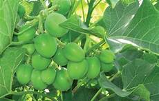 Jatropha Seeds