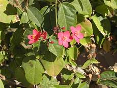 Jatropha Seeds