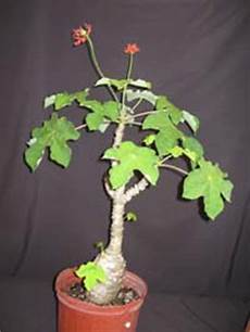 Jatropha Seeds