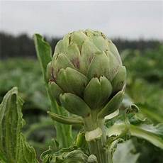 Jerusalem Artichoke Extract