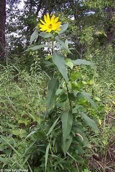 Jerusalem Artichoke
