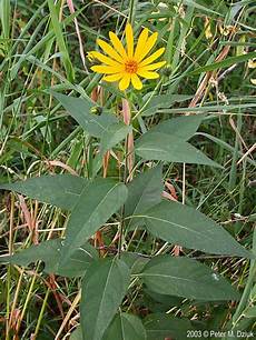 Jerusalem Artichoke