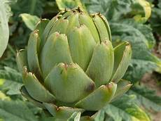 Jerusalem Artichoke