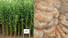 Jute Fiber