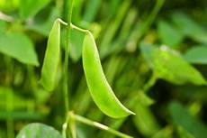 Kidney Beans