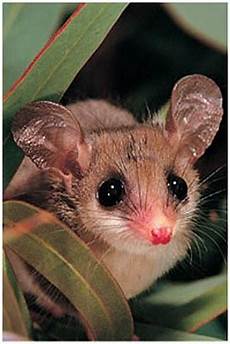 Kids Mouse