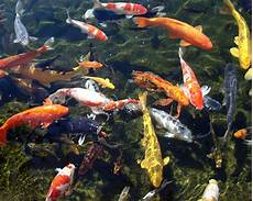 Koi Fish Food