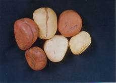 Kola Nut