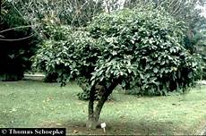 Kola Nut
