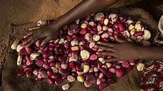 Kola Nut