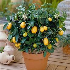 Lemon Tree