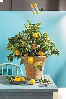 Lemon Tree