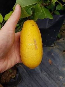 Lemon Tree