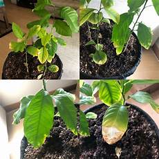 Lemon Tree