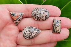 Leopard Skin